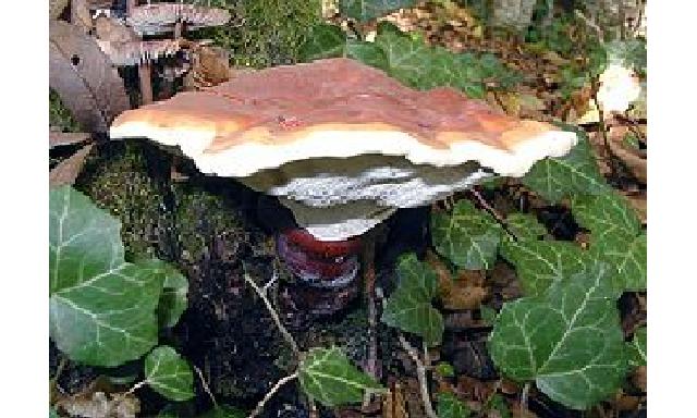 לינצ'י, ריישי (Ganoderma Lucidum) 